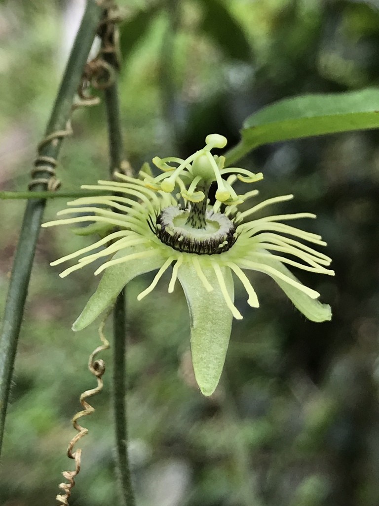 Passiflora suberosa CORKSTEM PASSIONFLOWER Exotic SEEDS!