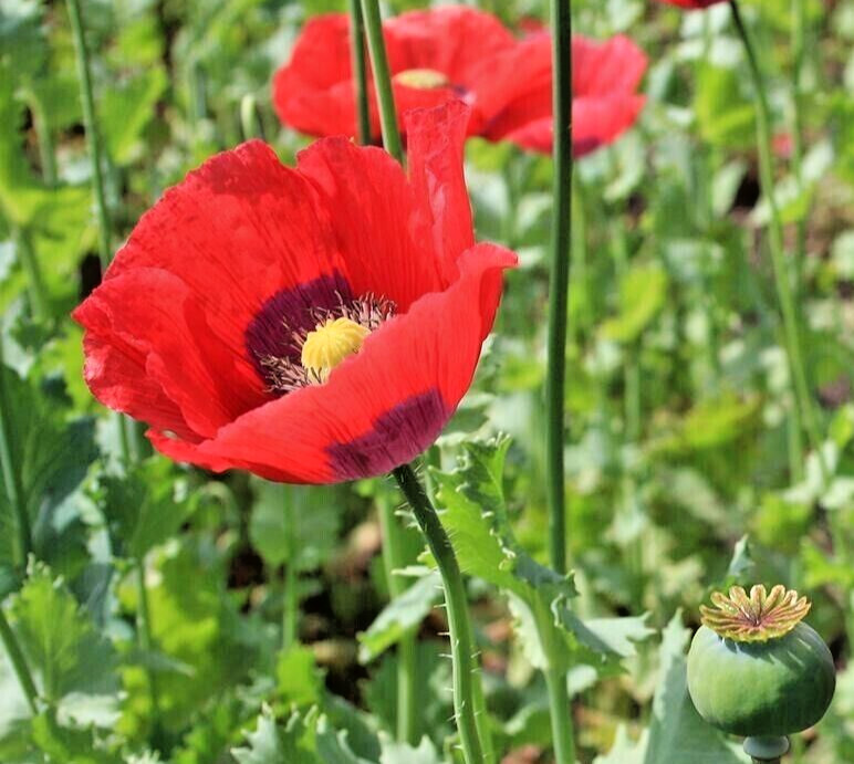 500+ Beautiful Poppy Flower Seeds (Papever somniferum) Poppy Seeds, USA #1