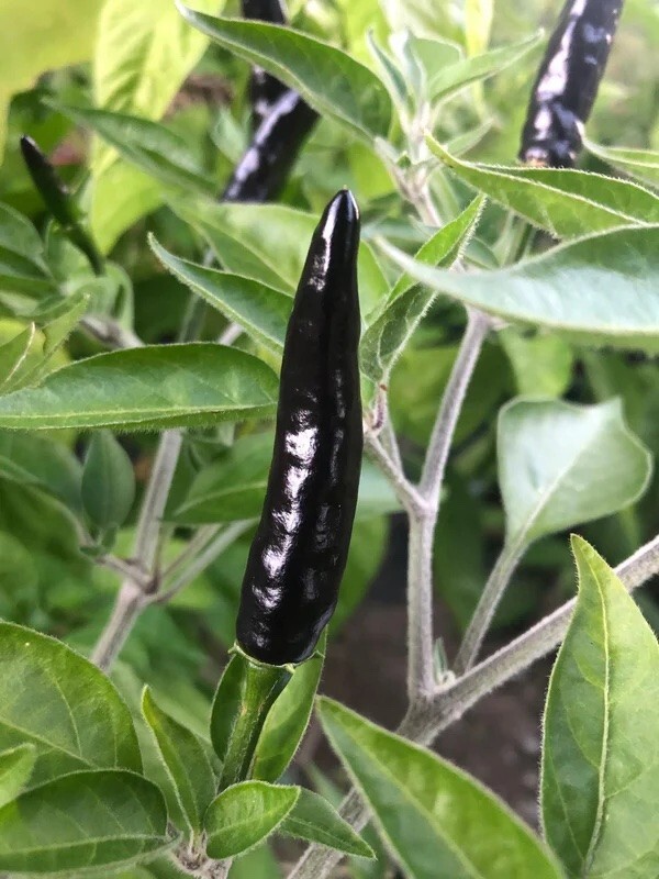 15 BLACK COBRA HOT PEPPER SEEDS