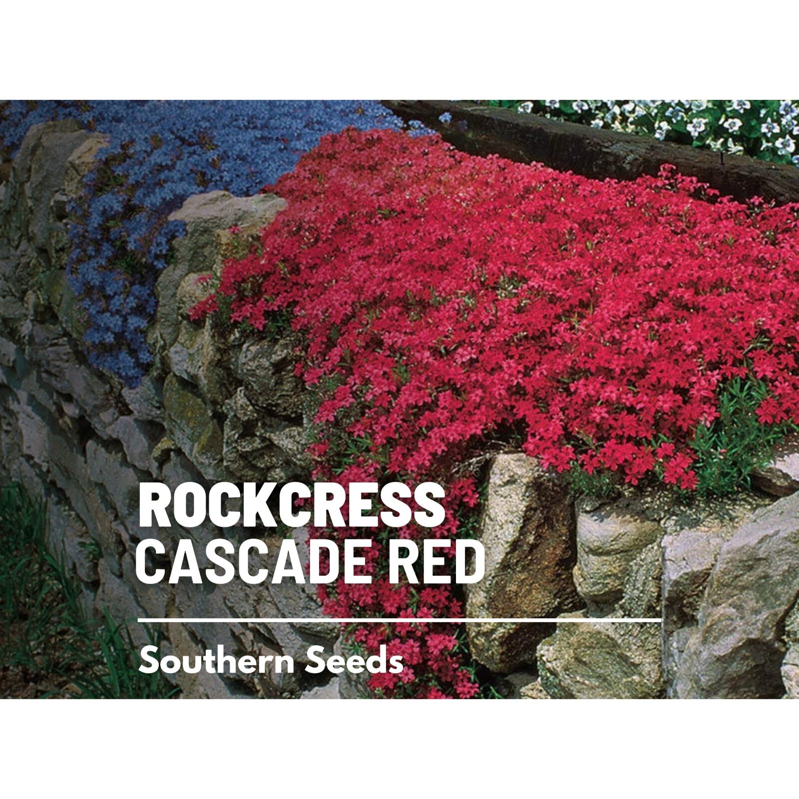 Rockcress, Cascade Red – 50 seeds – Cascading Flowers, Red Blooms, Perfect for B