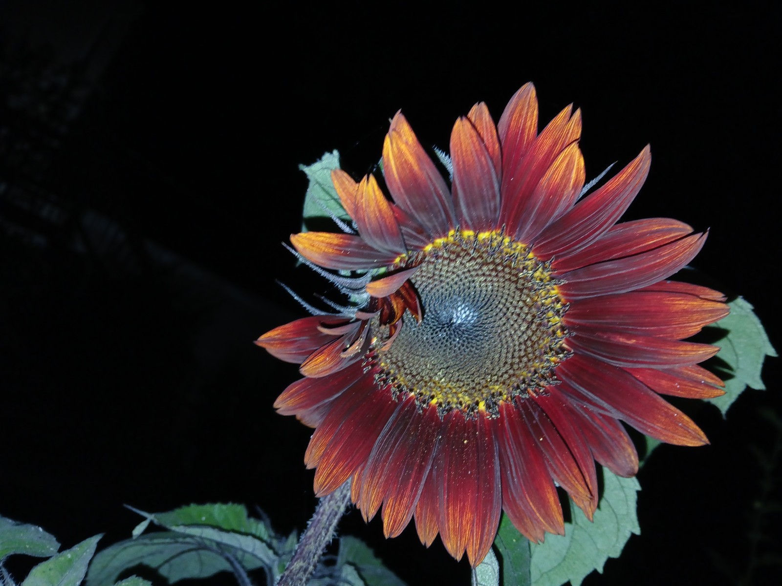 20 Velvet Queen Sunflower Seeds