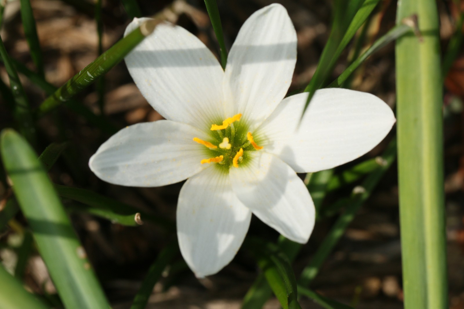 Rain Lily, Zephyranthes Candida Major wide cup-shape petals, 2 bulbs, habranthus