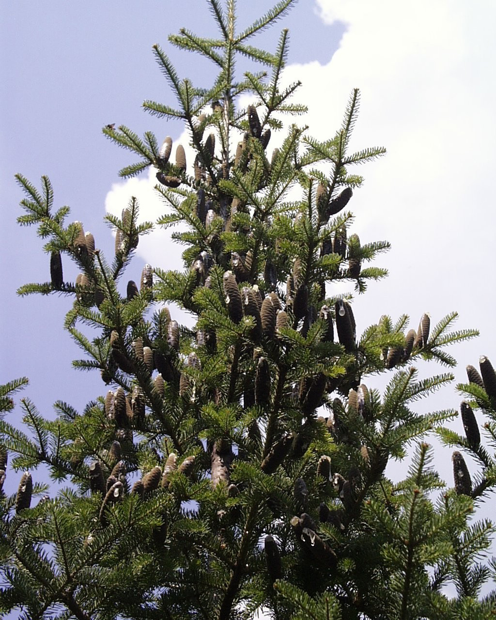 Balsam Fir, Abies balsamea, Tree Seeds