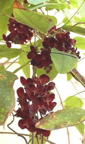 Akebia trifoliata Purple Chocolate Vine 10 seeds