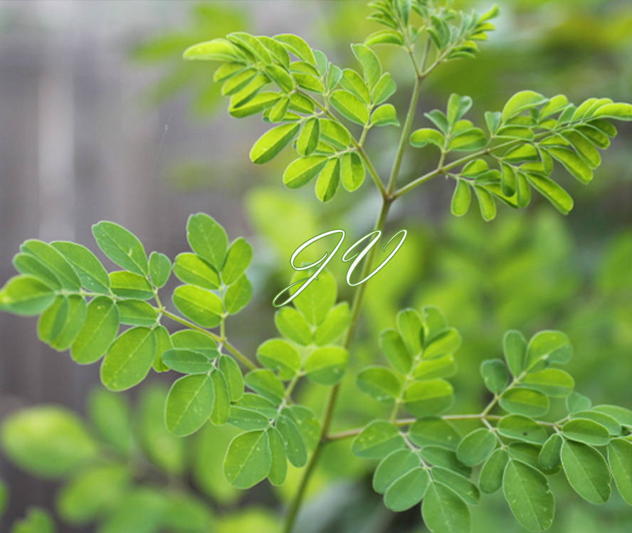 Tropical Seeds -Moringa oleifera ODC -Hybrid Tropical 10 Seeds for Planting