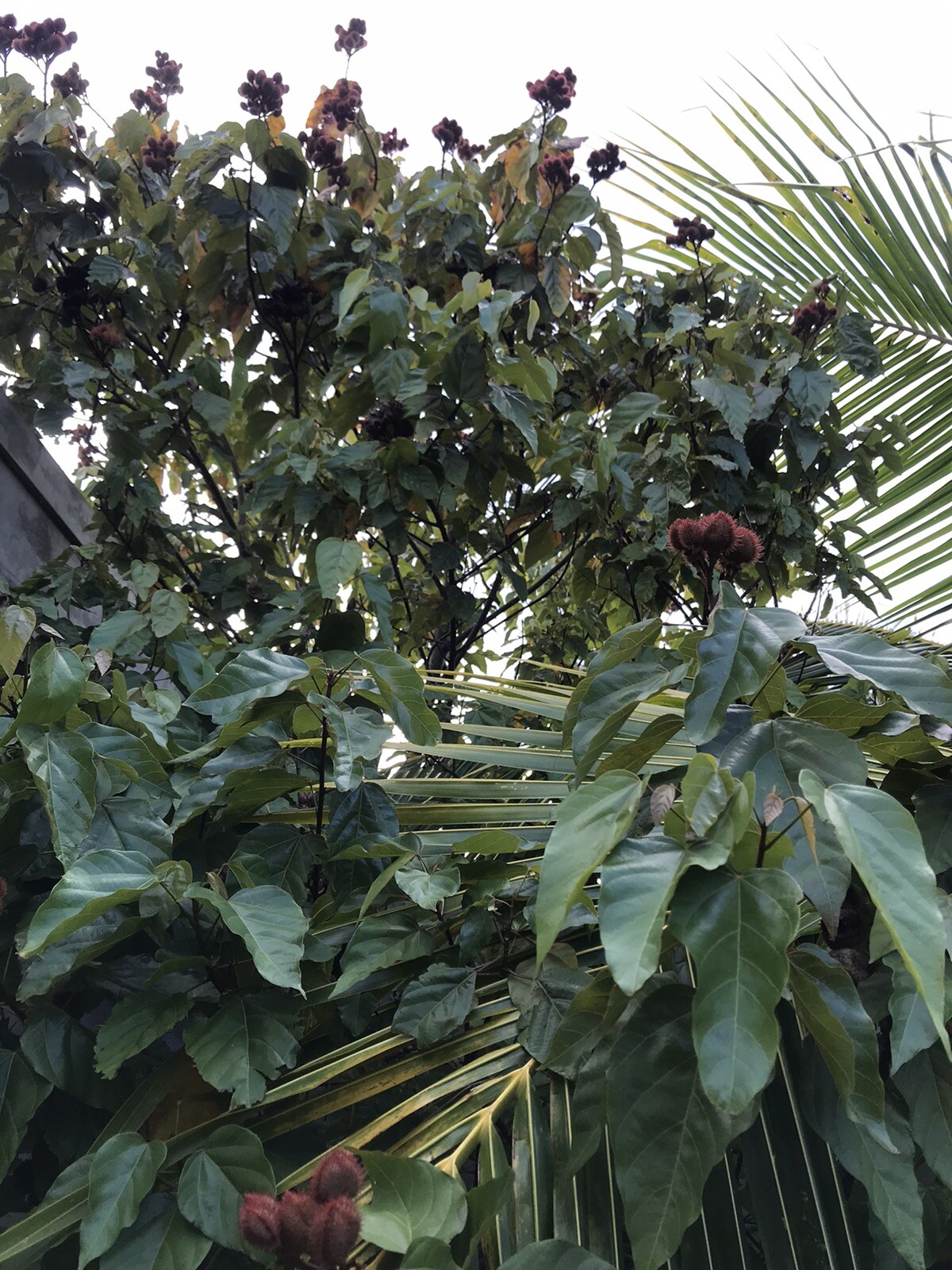 3-4 Onz Leaves. Orellana * Annatto * Achiote * Lipstick Tree * Tropical *