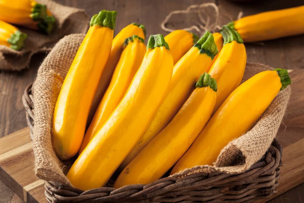 10 Goldy Squash Seeds for Planting – Beauitful Golden Zucchini Squash