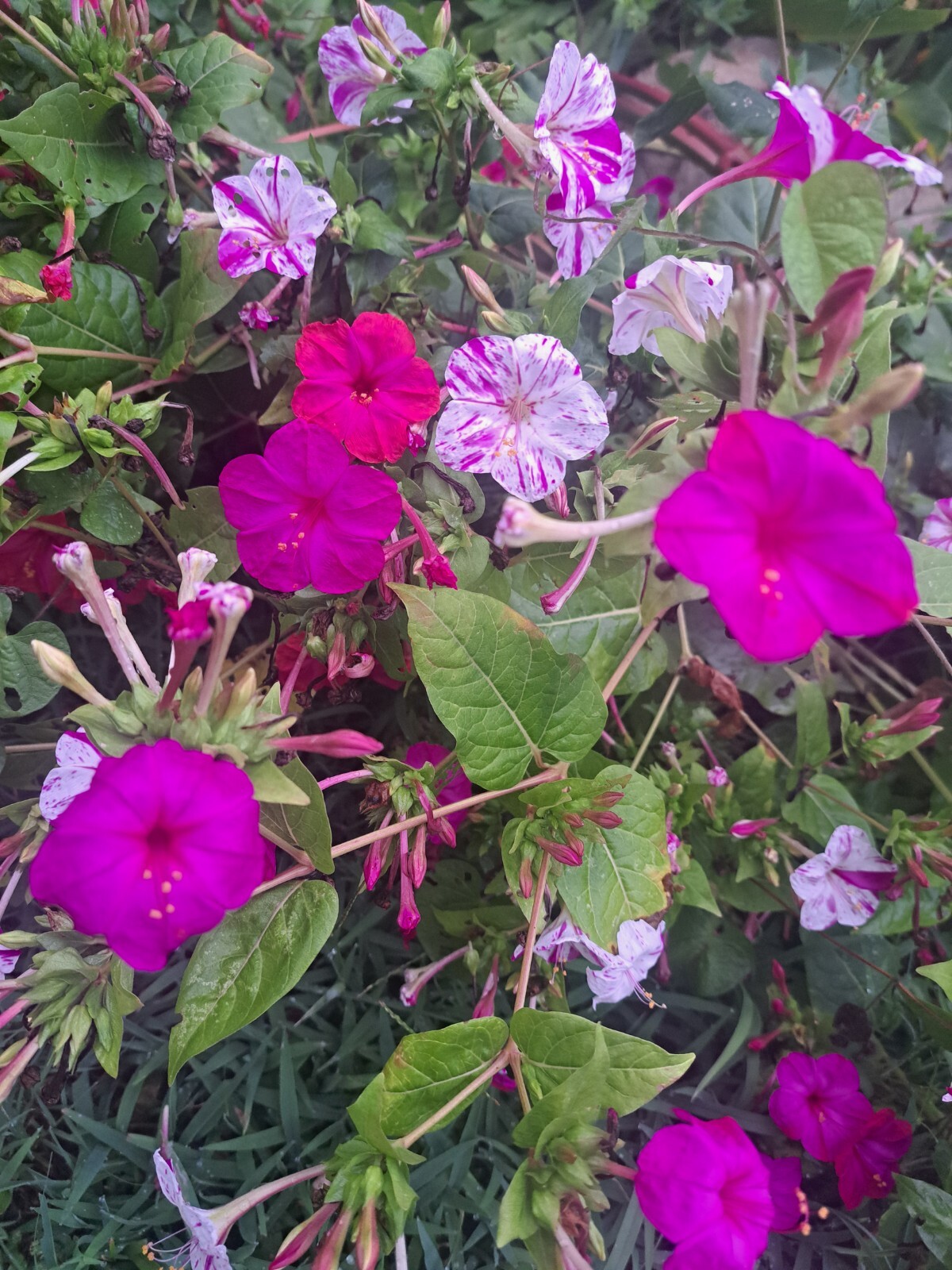 Four O’Clock BI-COLOR Mixed Colors Annual/Perennial Heirloom 30 Seeds!