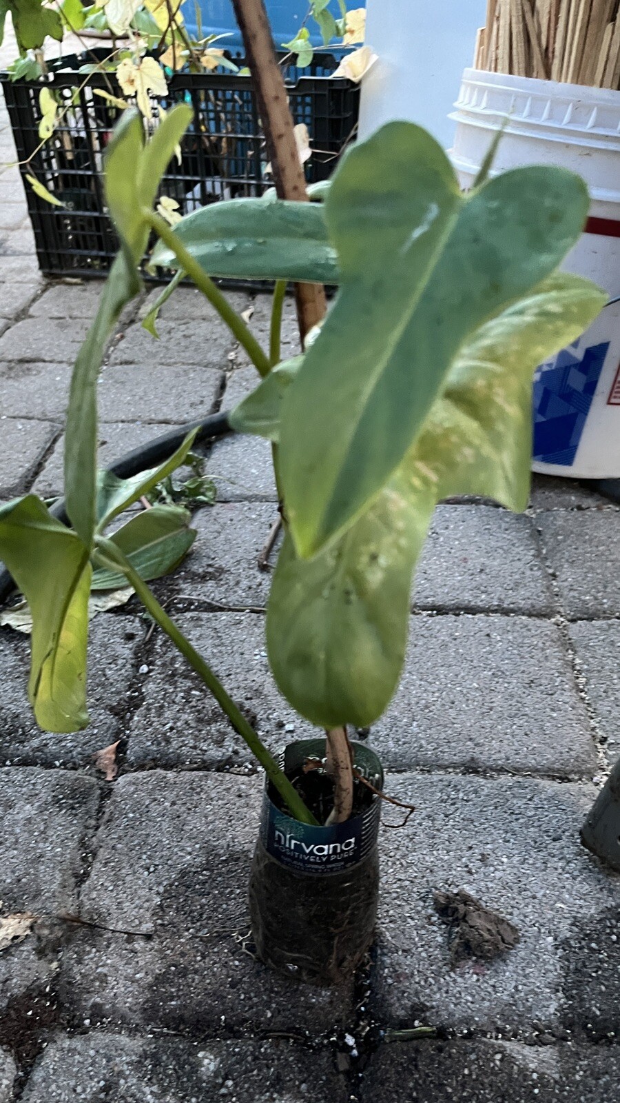 Philodendron FIDDLE-LEAF well rooted plant in pot