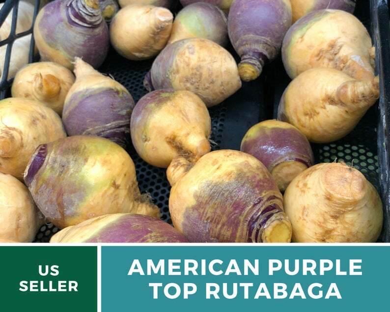 Rutabaga, American Purple Top – 200 Heirloom Seeds – GMO Free (Brassica napus)