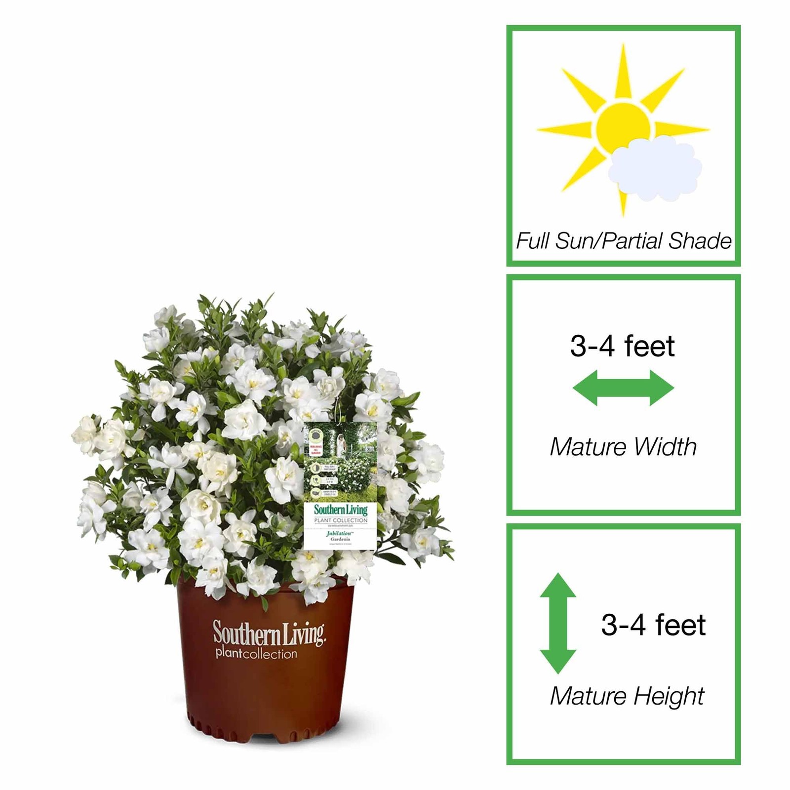 Jubilation Gardenia by Southern Living in 1 Gal. Grower’s Pot | Fragrant, Com…