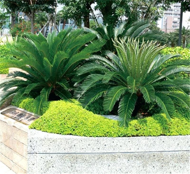 10 King Sago Palm Seeds (Cycas Revoluta) Rare Tropical Prehistoric Cycad Hardy-8