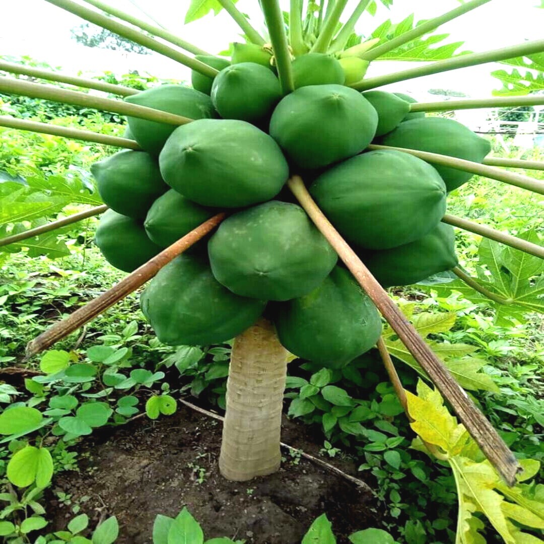 100 “DWARF SOLO WAIMANALO TREE SEEDS” (Carica Papaya) Fast Fruit Houseplant