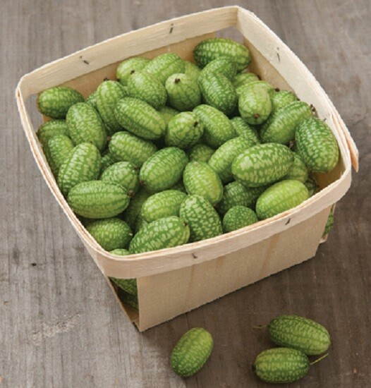 Mexican Sour Gherkin 100 Seeds Cucumber Seeds Watermelon Cucumber