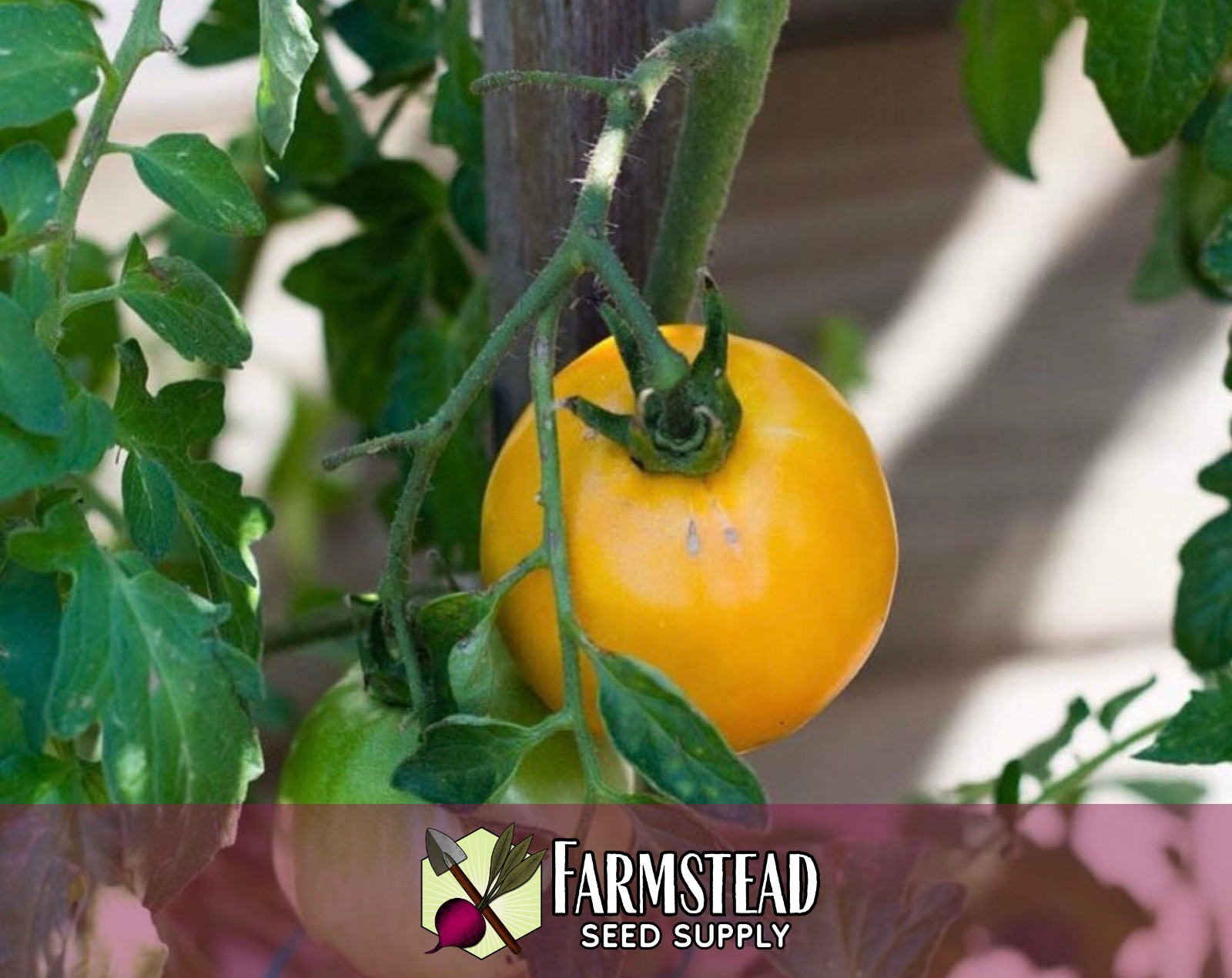 700+ Tomato Seeds [Golden Jubilee] Vegetable Gardening Seed, Heirloom, Non-GMO