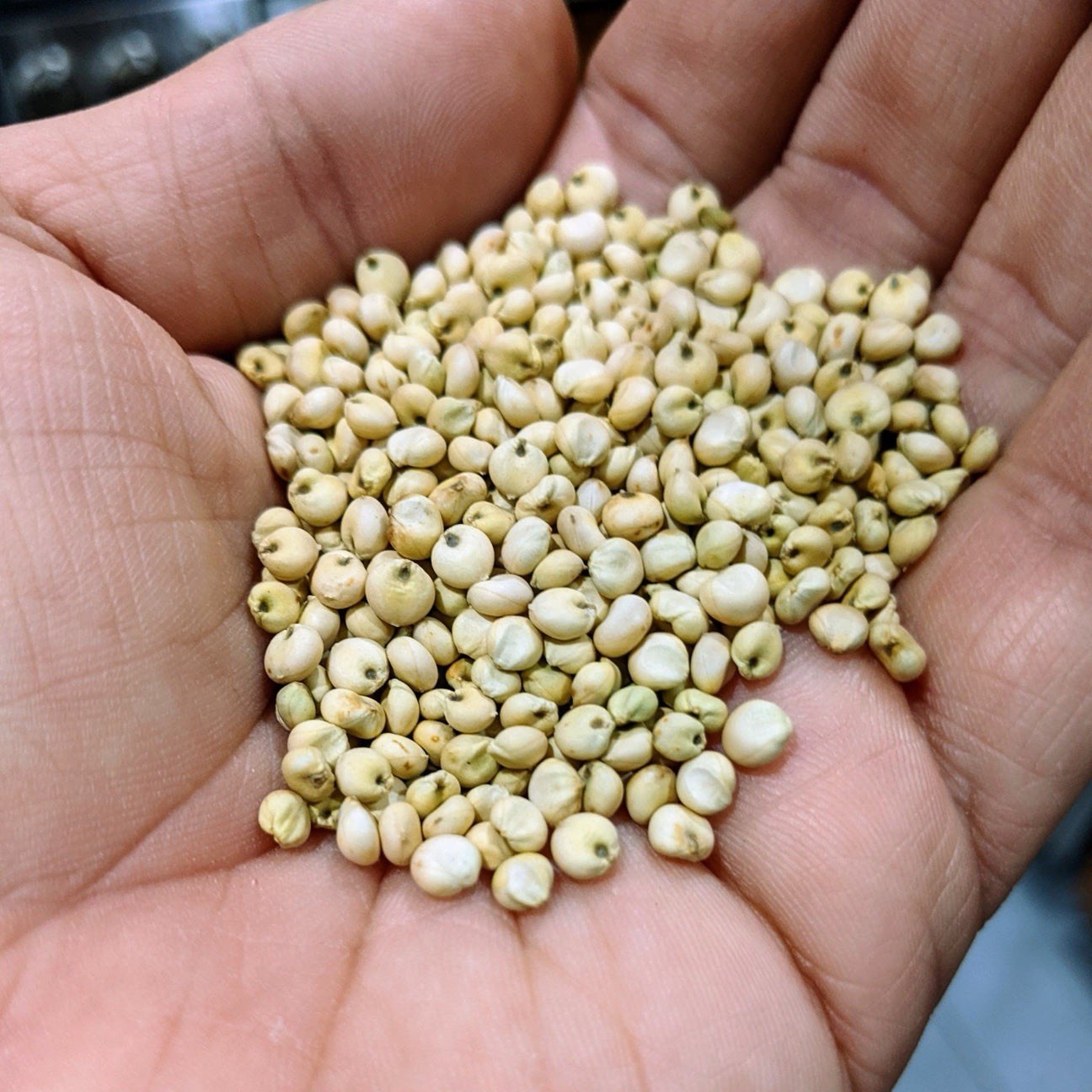 5000 seed .25 lb Sorghum Sudangrass Seed Forage CoverCrop Fast Grow Dry Tolerant