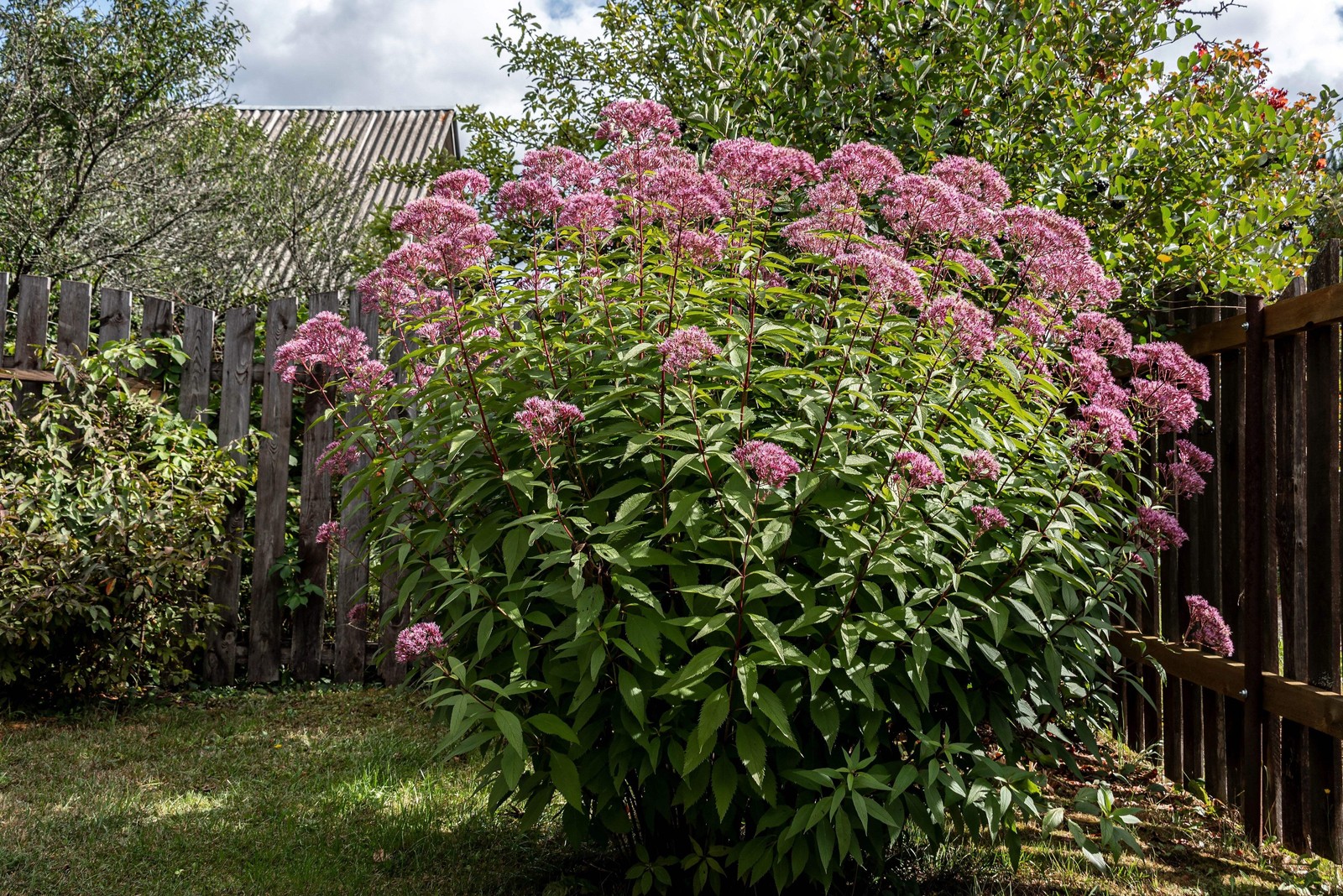 50 Pink JOE PYE WEED Eupatorium Maculatum Flower Seeds