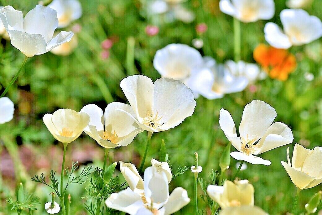 1001+WHITE Linen CALIFORNIA POPPY Flower Seed Native Wildflower Garden Container