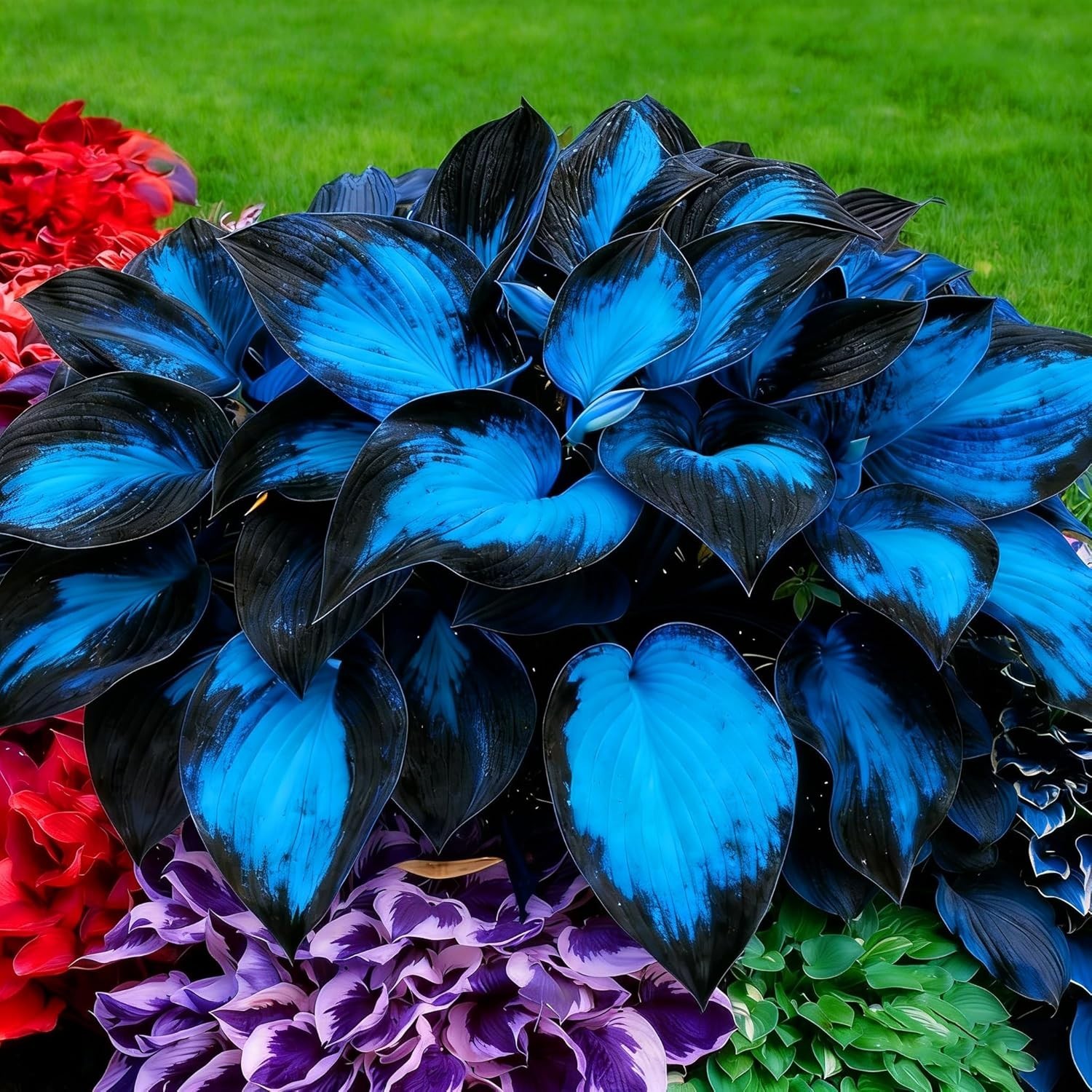Hosta Seeds, 200+ Blue Purple Red Hosta Seeds, Multi-Use Landscaping, Perennial.