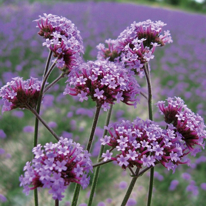 50 Tall Verbena seeds