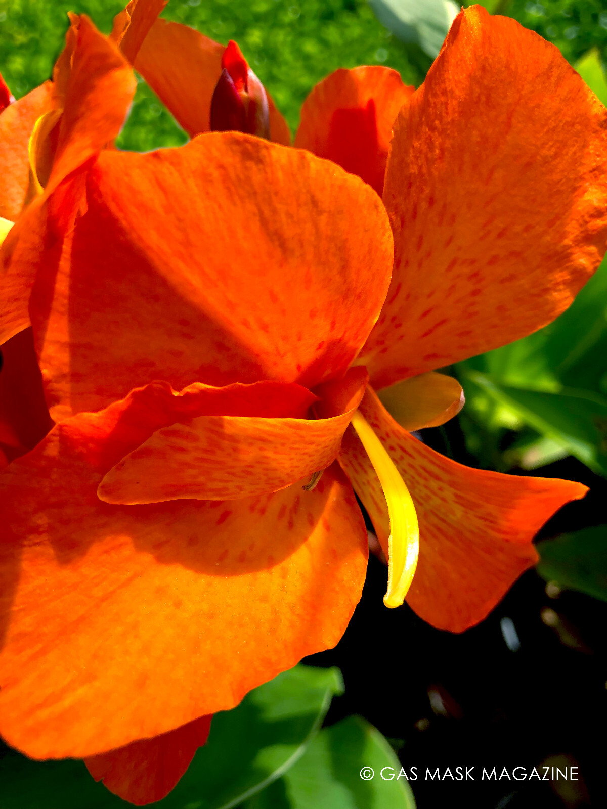Orange Shades Cannova Canna Lily Live Plant Rhizome