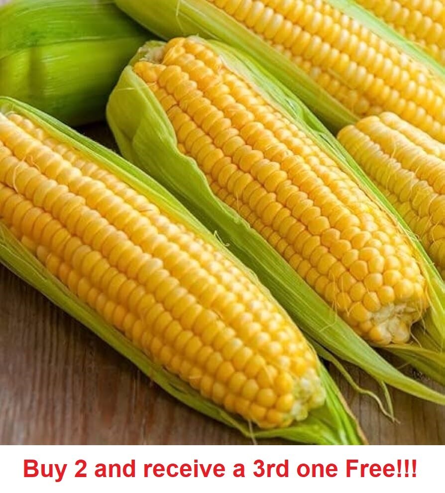 75-80 Golden Bantam Corn Seeds Non-GMO Heirloom Fresh Garden Seeds