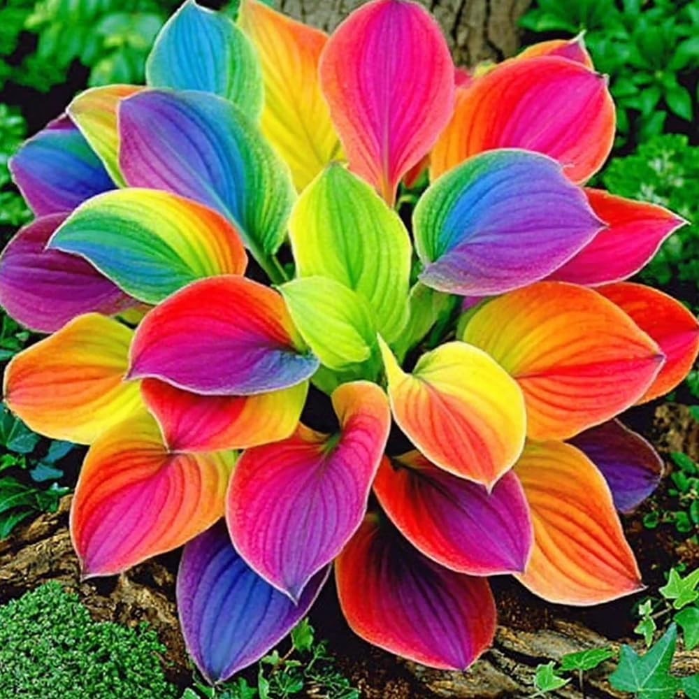 220+ Mixed Color Hosta Seeds for Planting – Hostas Seeds Rare Perennial, Flower