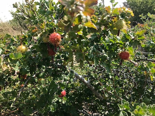 Ribes roezlii | Sierra Gooseberry | 10 Seeds