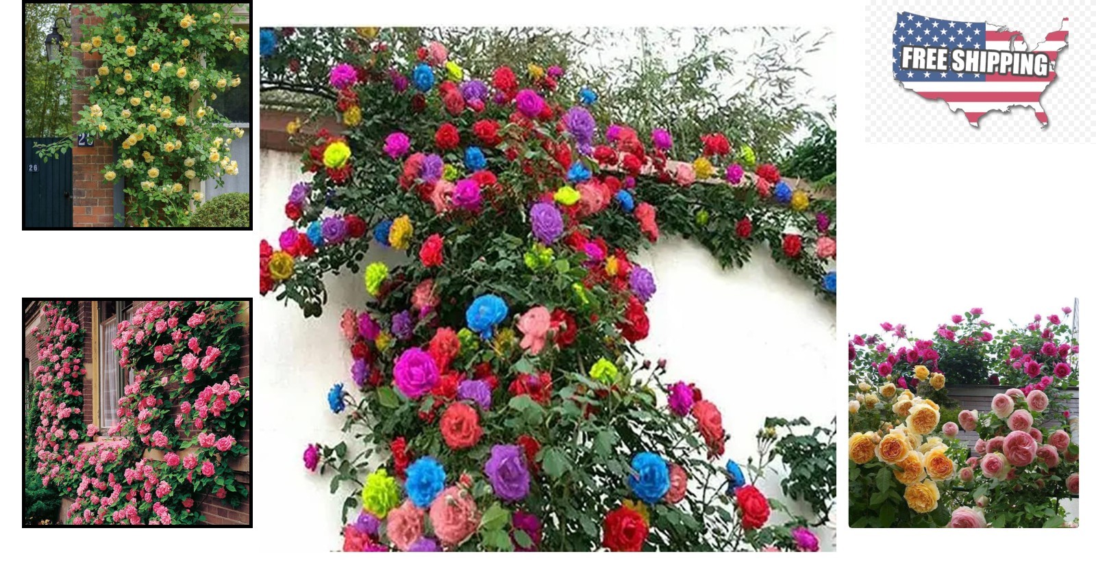 Heirloom Climbing Rose Seeds – 200+ Seeds for Indoor/Outdoor Air Purification