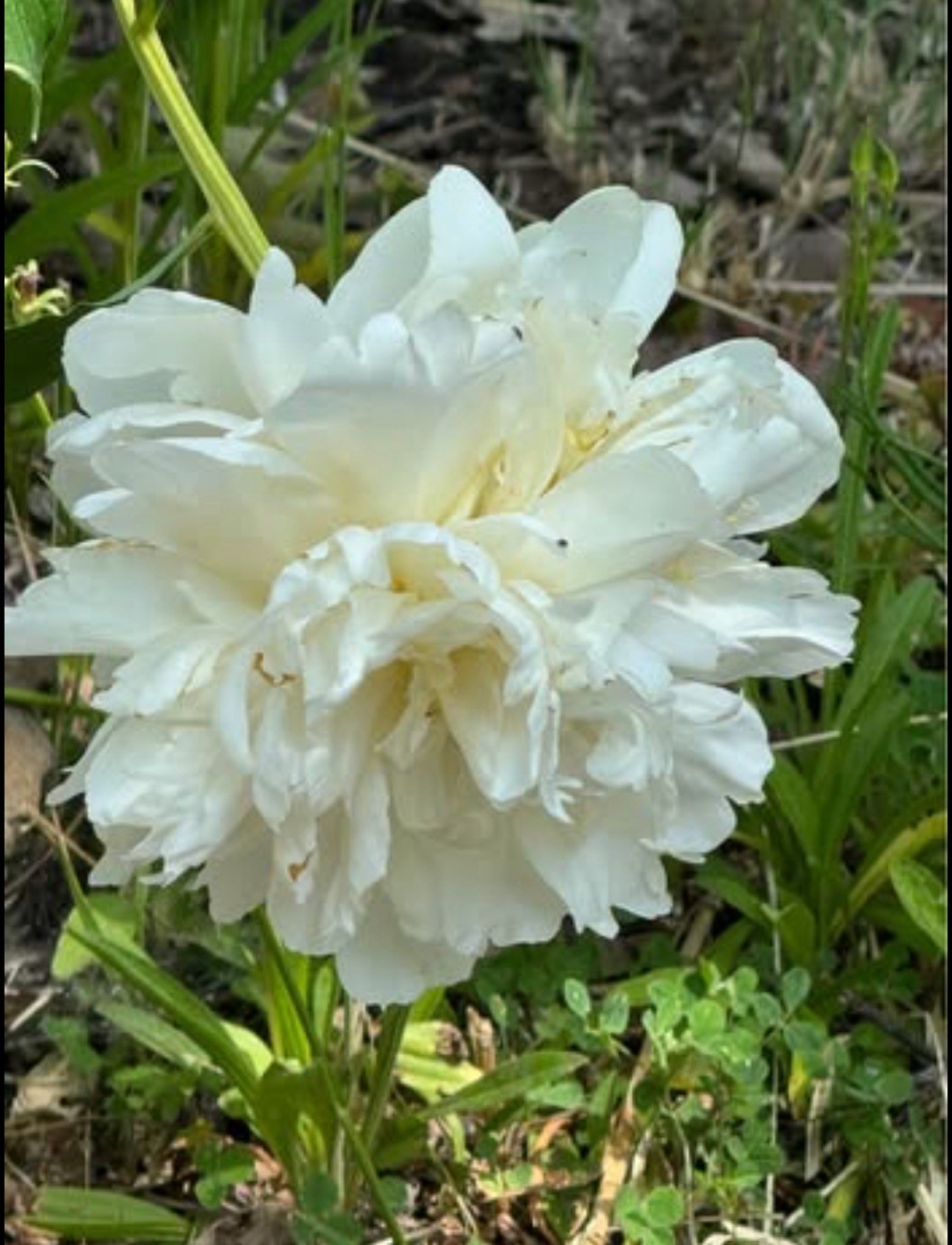 Double White Alba Peony Live Perennial Flower Bare Root Plant Full Sun US Seller