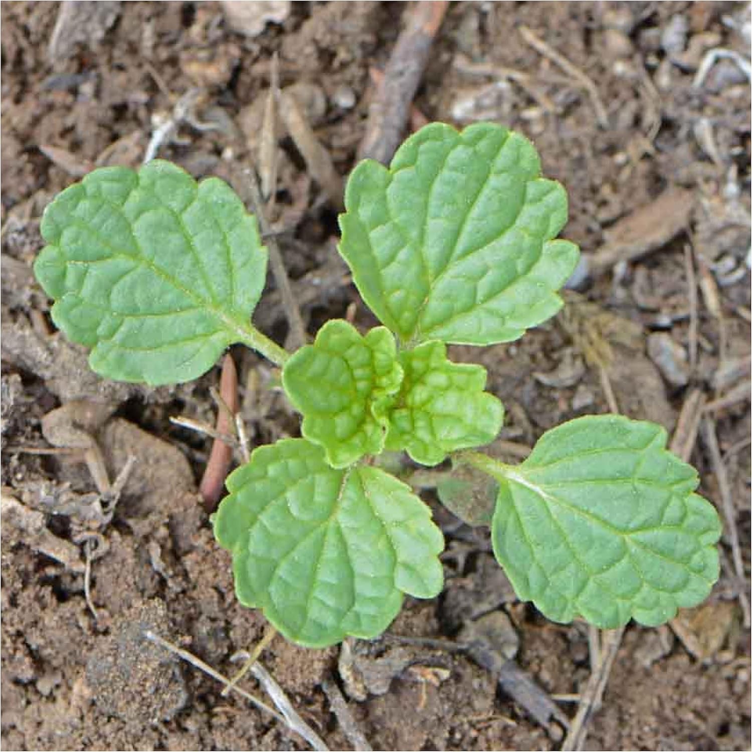Bells of Ireland Seeds to Plant Green Annual Flowers 2 Packs