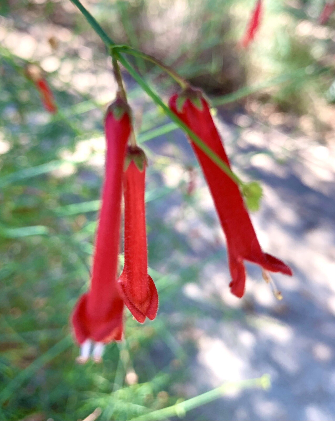 Baja bush Snapdragon, Gambelia Juncea -100 Seeds – USA