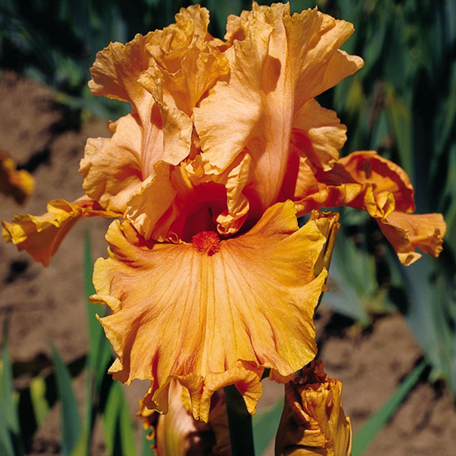 Cordoba Iris Plant Quart Pot – Large Vivid Orange Flowers, Perennial