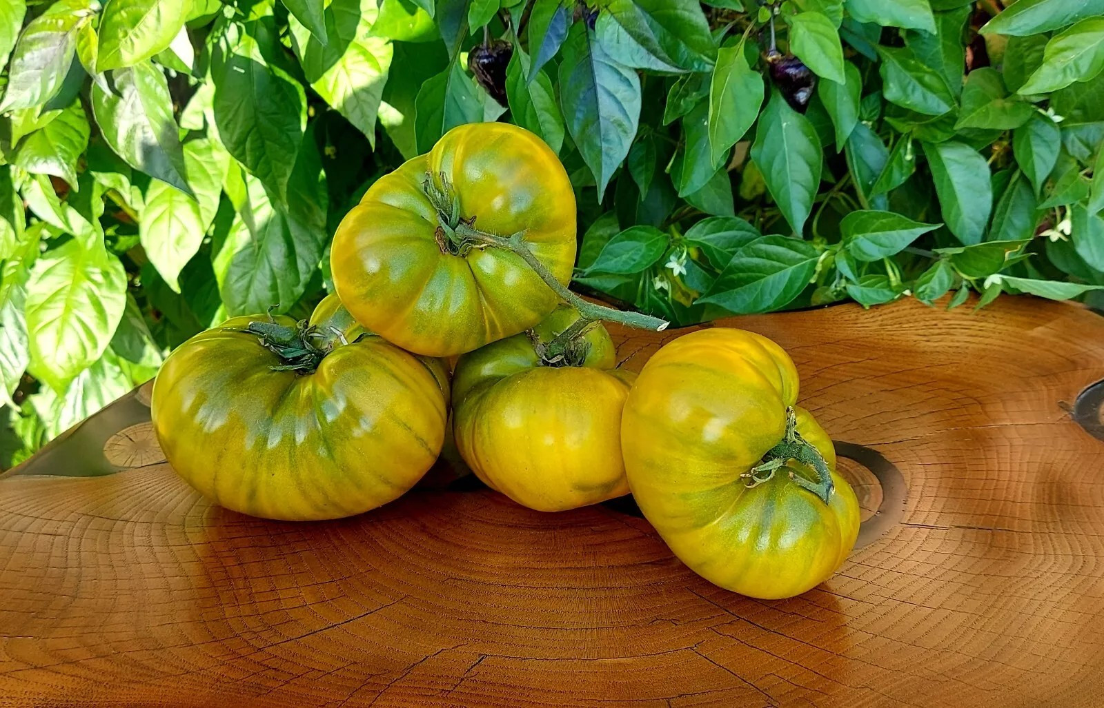 120+ Cherokee Green Tomato Seeds – Heirloom – Organic – NON GMO ———– RARE