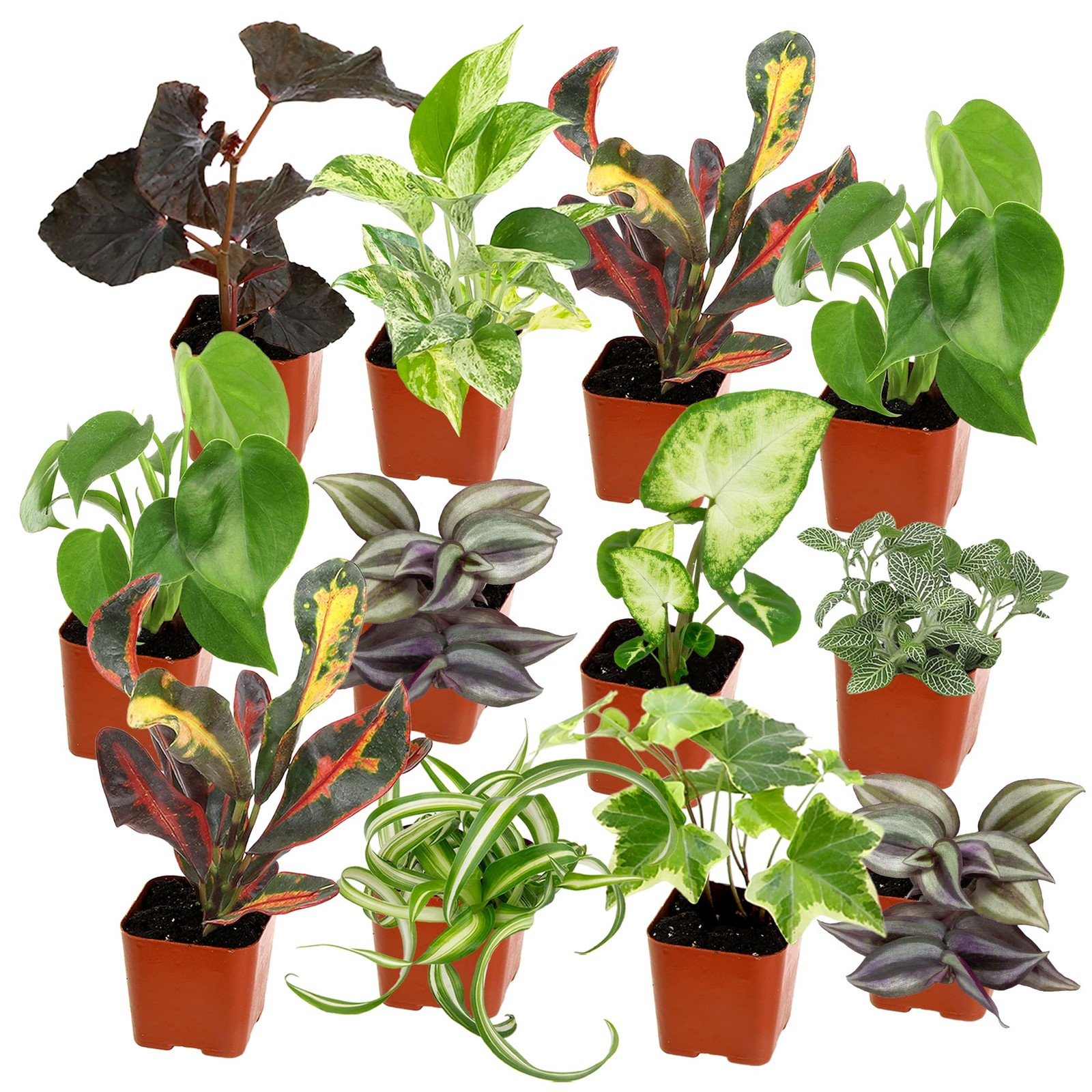 Easy to Grow Houseplants (12 Pack) Live House Plants in Plant Containers, Gro…