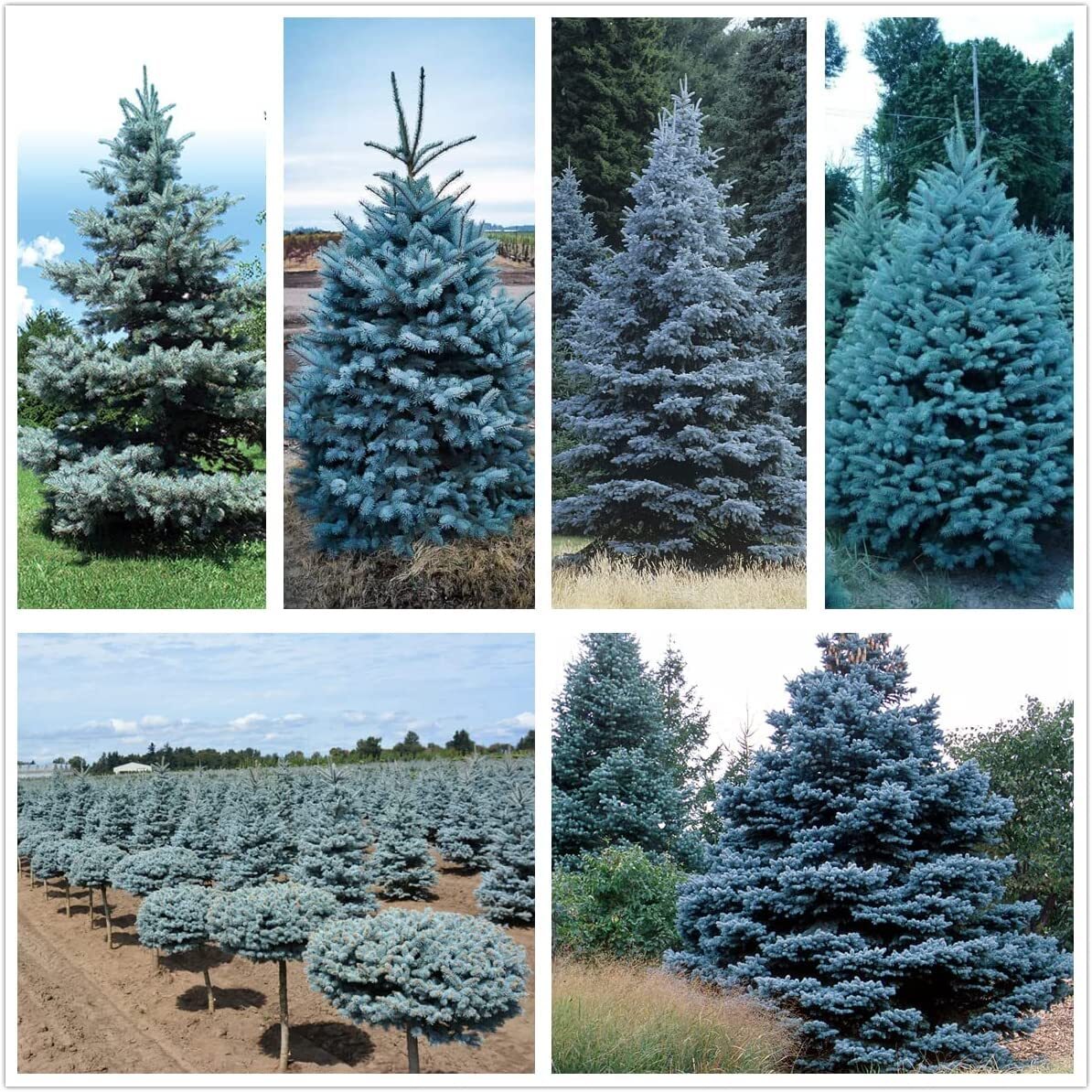 Blue Spruce Seeds for Planting | 50 Seeds | Colorado Blue Spruce, Picea pungens