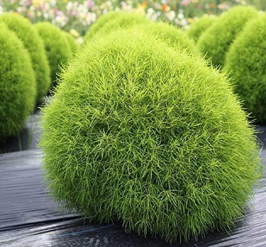 500+ Seeds Summer Cypress Burning Bush Kochia – Flower Multicolor