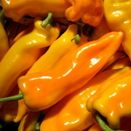 20 Fresh Sweet Golden Marconi Premium | NON-GMO | Pepper Seeds-B 30