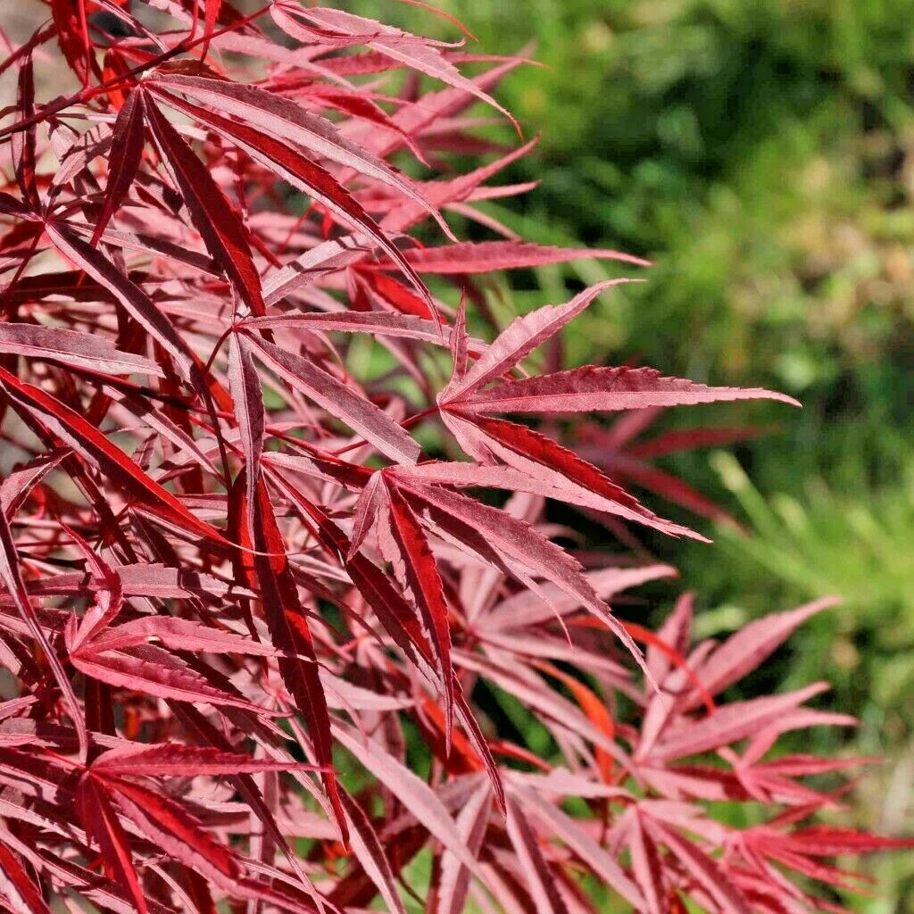 15 RED SPIDER JAPANESE MAPLE SEEDS – Acer palmatum ‘Red Spider’
