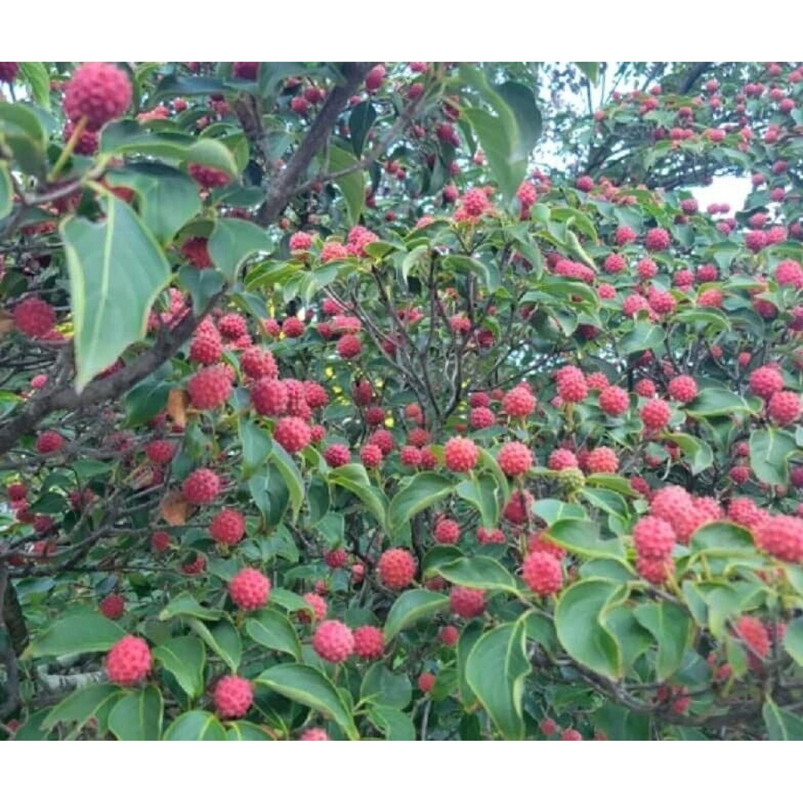 10 SEEDS KOUSA DOGWOOD TREE Zones 4-8 White Flowers With Pretty Red Edible Fruit