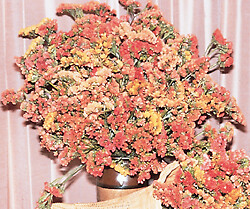 Statice Sunset Mix 500 seeds