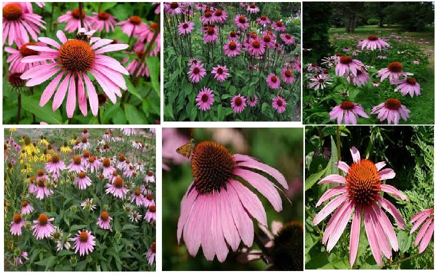 HUGE PINK Coneflowers Perennial OVER 100 + Seeds USA HOME GROWN