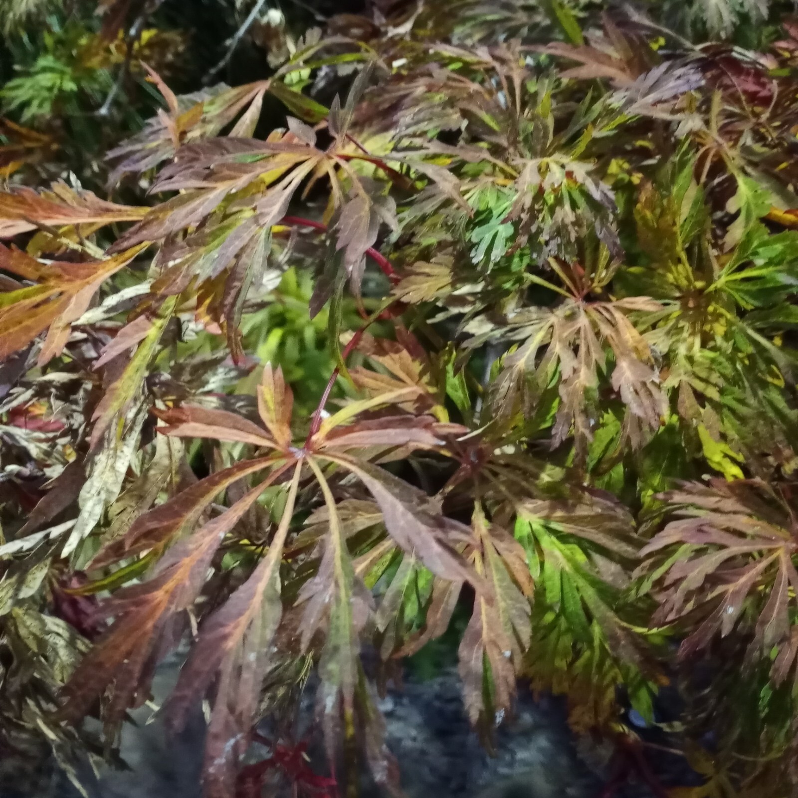 15 GREEN CASCADE Japanese Flame MAPLE SEEDS – Acer japonicum