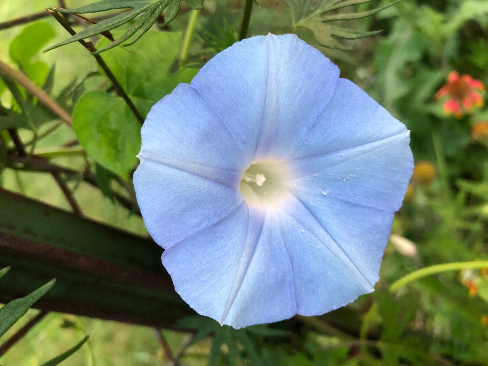 Organic Ipomoea Hederacea~Ivy Leaf Blue Morning Glory~FRESH Seeds~Hummingbirds!