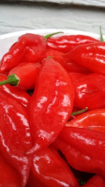 Japanese Paper Lantern Seeds – Habanero – Very Large Red – Pkg 10+ – Ltd Qty