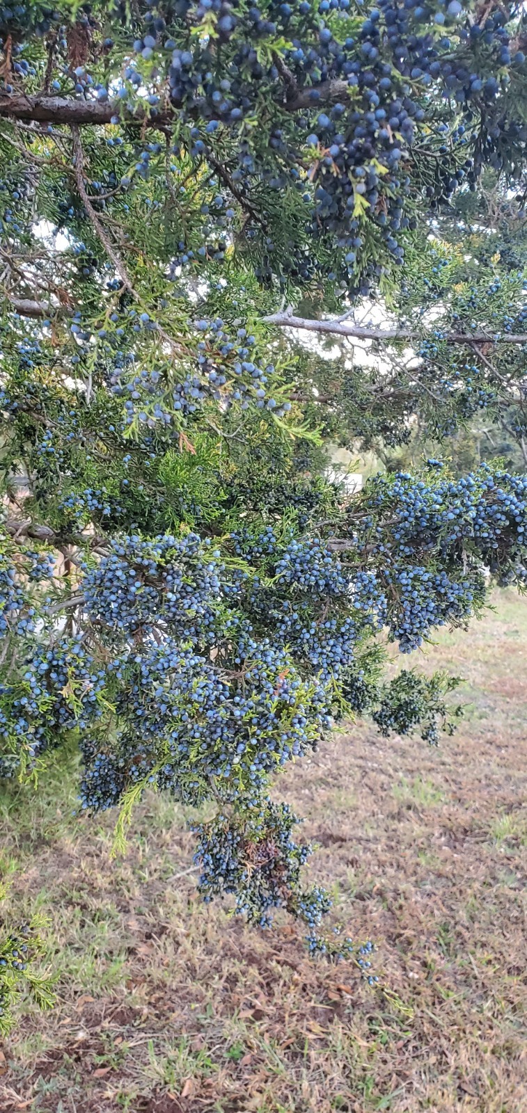 Eastern Red Cedar Seeds (Juniperus virginiana) Berries 1 oz. aprox. 700 berries