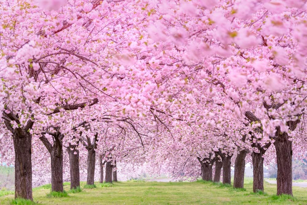25 Japanese Flowering Cherry Blossom Seeds
