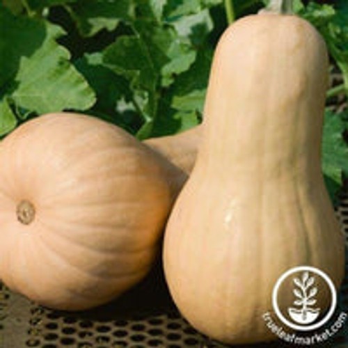 Chieftain Winter Squash: 15 Seeds
