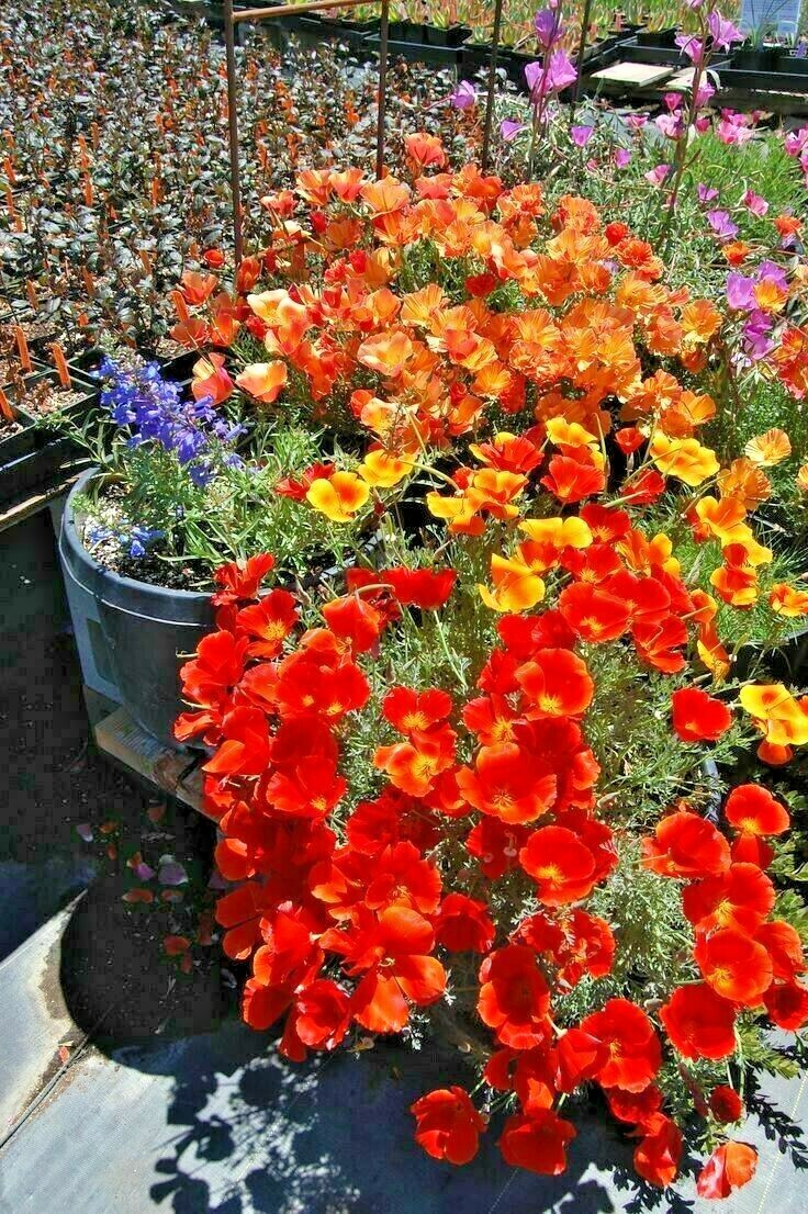 1001+RED CHIEF CALIFORNIA POPPY Flower Seeds Native Wildflower Garden Container