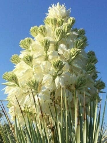 Yucca Rostrata aka Beaked Yucca 5 Seeds. Free Shipping!